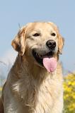 GOLDEN RETRIEVER 365